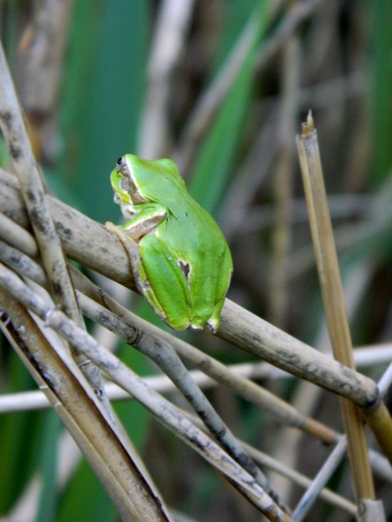 Hyla intermedia